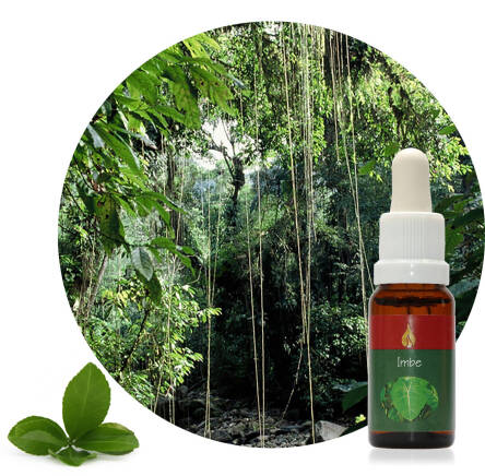 Imbe Ararêtama Rainforest Essences ARF01020
